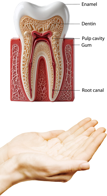 Diagram of tooth with lables